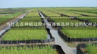 为什么在种植过程中应谨慎选择合适的配种品种和时间