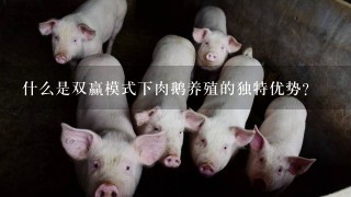 什么是双赢模式下肉鹅养殖的独特优势