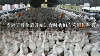 当鸽子孵化后开始进食时我们应采用何种喂养方式和方法来确保它们能够良好地发育并茁壮成长