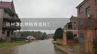 铁树怎么种植得更好