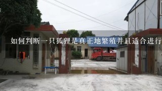 如何判断一只狐狸是真正地繁殖并且适合进行商业目的饲养呢