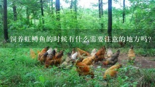 饲养虹鳟鱼的时候有什么需要注意的地方吗