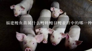 福建鳗鱼苗属什么鳗科鳗目鳗亚目中的哪一种动物