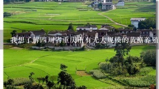 我想了解四川省重庆市有无大规模的黄鳝养殖基地