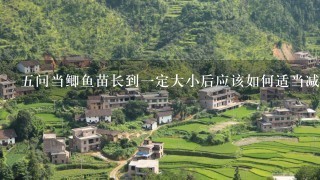 五问当鲫鱼苗长到一定大小后应该如何适当减少饲料用量以避免过度生长的现象发生