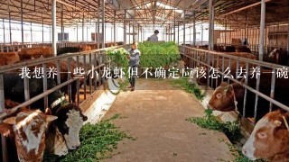 我想养一些小龙虾但不确定应该怎么去养一碗米糠和一杯啤酒怎么样