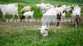 养猪过程中有哪些方式可以节省成本呢