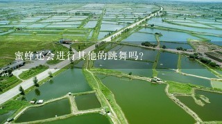 蜜蜂还会进行其他的跳舞吗