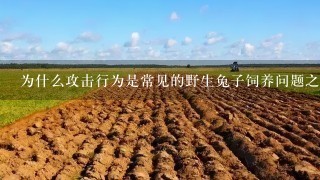 为什么攻击行为是常见的野生兔子饲养问题之一呢