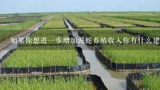 如果你想进一步增加泥蛇养殖收入你有什么建议或者技巧可以用于优化现有的模式吗