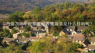 当前2016年广东泥蛇养殖前景是什么样的呢