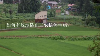 如何有效地防止三农信鸽生病