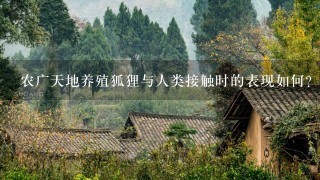 农广天地养殖狐狸与人类接触时的表现如何