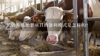 黑猪养殖加盟项目的盈利模式是怎样的