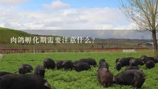 肉鸽孵化期需要注意什么