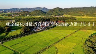 哪个绿化树最适合用于美化道路边沿以防止土地侵蚀和水土流失