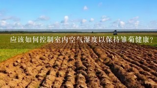 应该如何控制室内空气湿度以保持雏菊健康