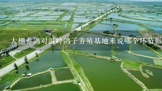 大棚养鸽对温岭鸽子养殖基地来说哪个环节影响最大