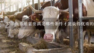 罗非鱼养殖需要满足哪些条件才能获得优质的鱼肉?