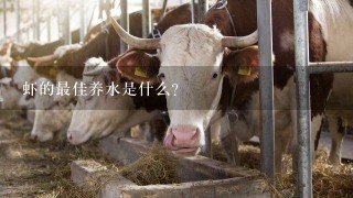 虾的最佳养水是什么?