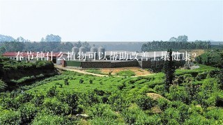 春节种什么植物可以帮助改善土壤健康?