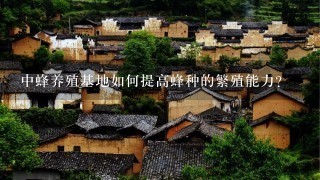 中蜂养殖基地如何提高蜂种的繁殖能力?