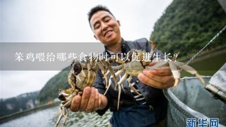 笨鸡喂给哪些食物时可以促进生长?