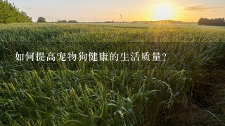 如何提高宠物狗健康的生活质量?