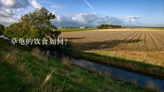 草龟的饮食如何?