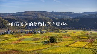 中山石岐鸽的繁殖技巧有哪些?