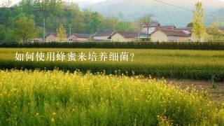 如何使用蜂蜜来培养细菌?