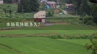 水仙花休眠多久?