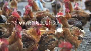 蝎子种草的最佳地点是什么?