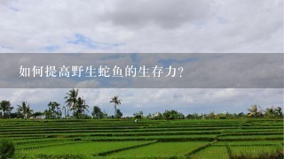 如何提高野生蛇鱼的生存力?