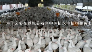 为什么要在恩施养殖网中种植水生植物和鱼类?