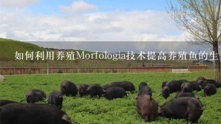 如何利用养殖Morfologia技术提高养殖鱼的生长效率?