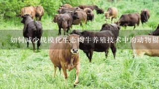 如何减少规模化生态肉牛养殖技术中的动物福利问题?