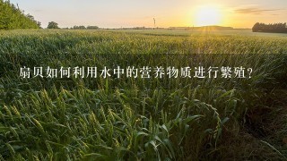 扇贝如何利用水中的营养物质进行繁殖?