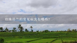 珍珠吊兰的常见病害有哪些?