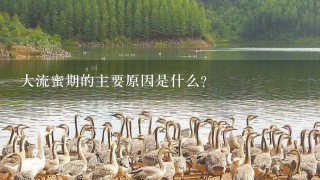 大流蜜期的主要原因是什么?