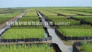 如何保护银星竹鼠的自然 habitat?