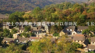 泥土中的哪些土壤微生物可以帮助泥ยม生长?