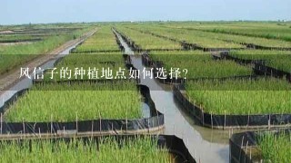 风信子的种植地点如何选择?