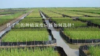 君子兰的种植深度应该如何选择?