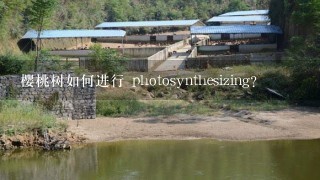 樱桃树如何进行 photosynthesizing?