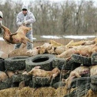 非洲猪瘟传染人吗？市场上的猪肉还能吃吗,第4图