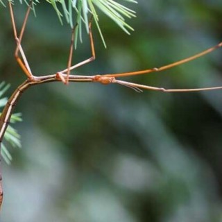 竹节虫是害虫还是益虫？,第4图