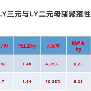 非瘟下三元商品母猪留种方案与营养对策！,第2图