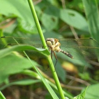 蜻蜓吃什么食物？,第1图