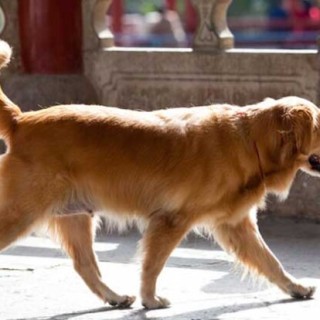 金毛犬的性格怎么样？,第3图